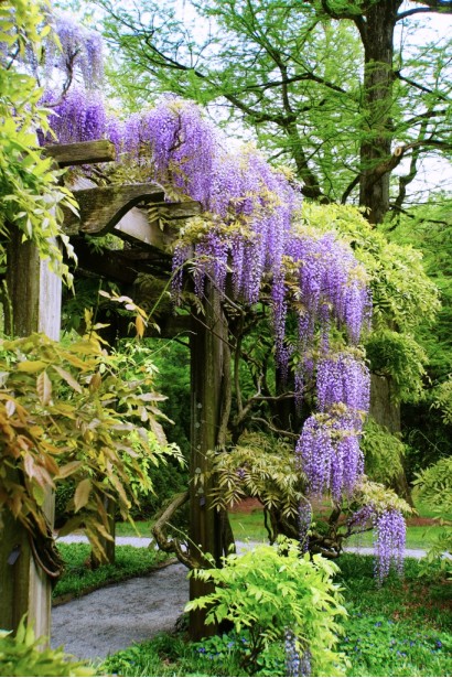 Wisteria floribunda `Multijuga` - `Мультижуга`